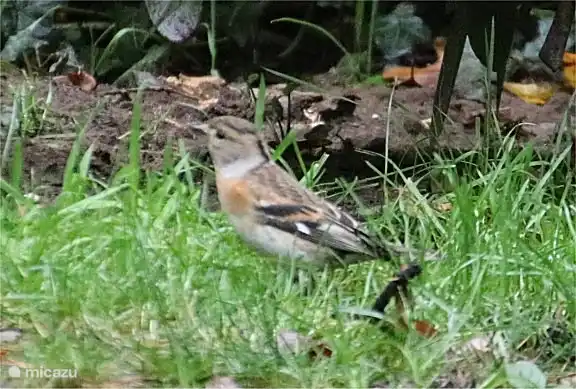 Veel verschillende vogels in de tuin, kneu.